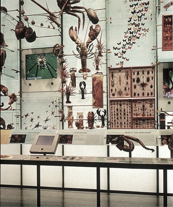 American Museum of Natural History